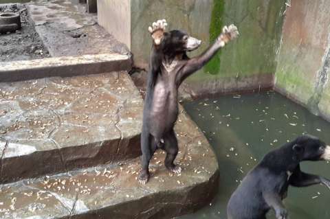 Osos esqueléticos suplican por comida a los visitantes de un zoológico en Indonesia