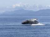 ¿Cuánto cuesta ver ballenas jorobadas en Colombia? Estos son sus precios