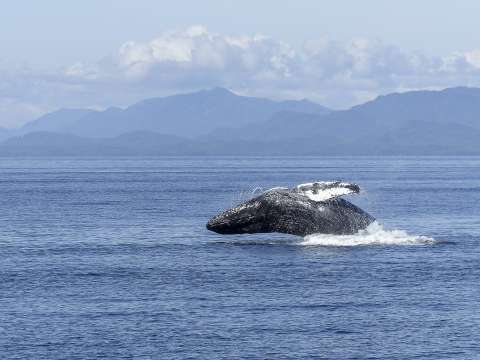 ¿Cuánto cuesta ver ballenas jorobadas en Colombia? Estos son sus precios