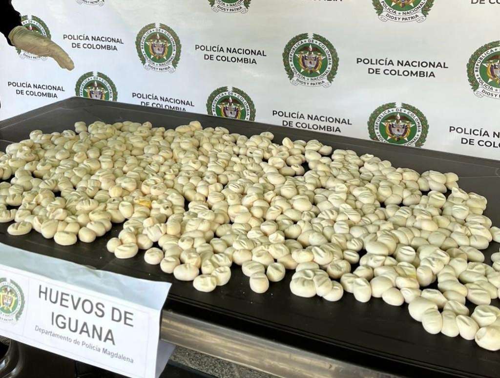 Incautan 4.000 huevos de iguana en vías de Magdalena