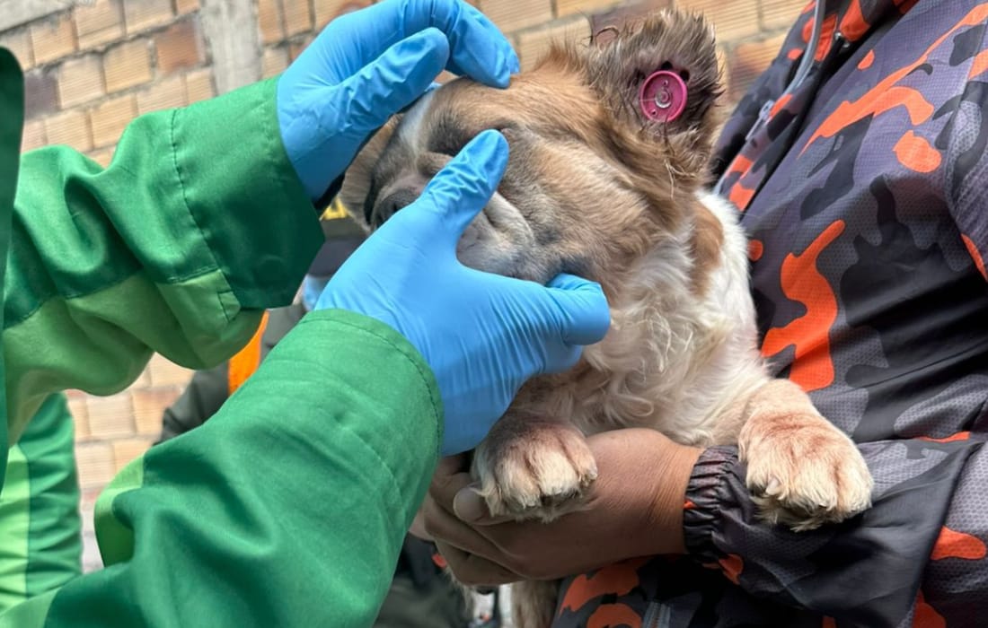 Solo uno de los animales tenía acceso a agua.
