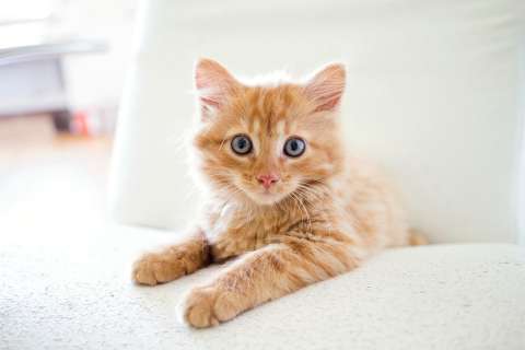 ¿Qué significa cuando un gato lo ignora?
