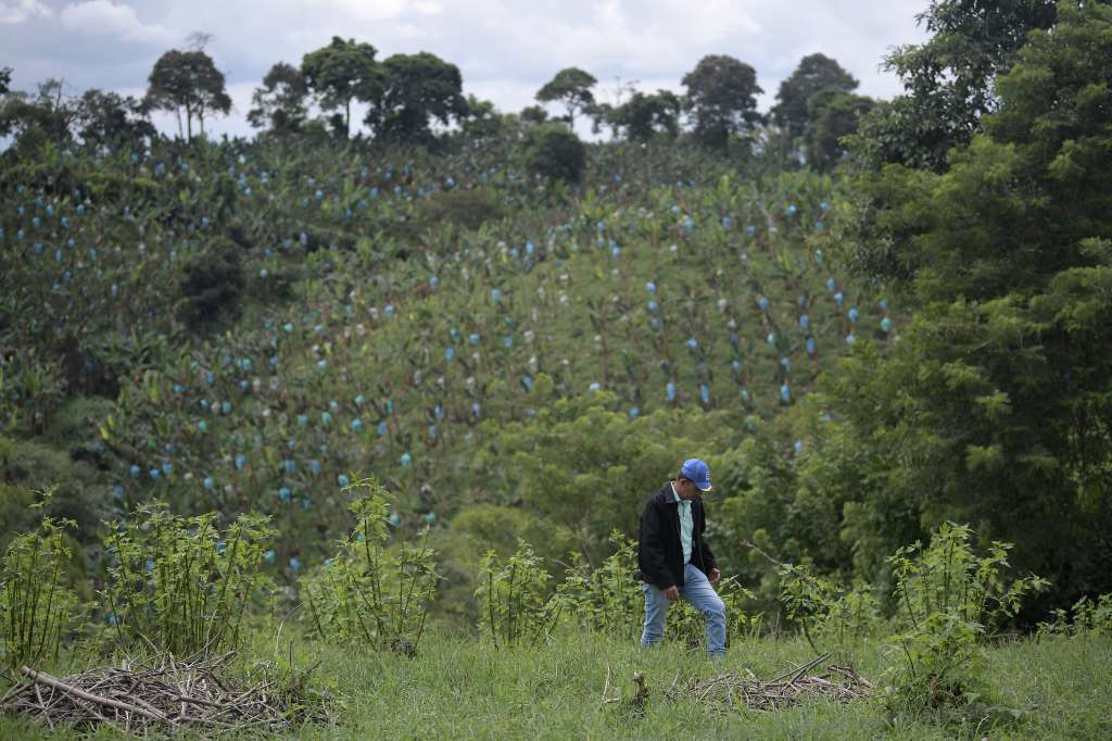Campesinos, cultivos, porcicultura, aspectos de este municipio ubicado en el Valle del Cauca.