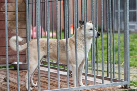 La otra cara de la adopción de perros y gatos: devoluciones y falta de compromiso