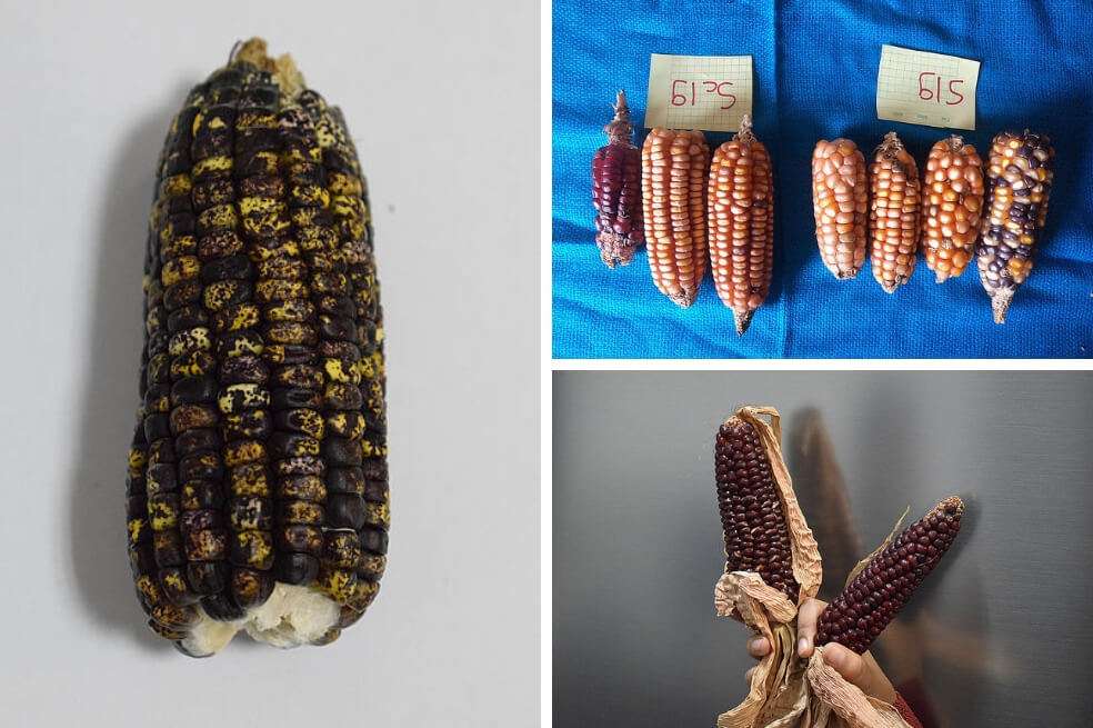 Según la FAO, el 75 % de la diversidad agrícola mundial se perdió en el siglo XX. / Agencia de Noticias UN / Yenny Muyuy