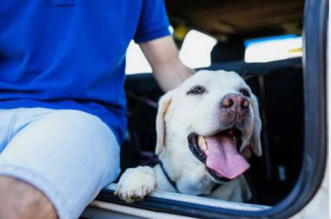 ¿Cómo viajar con perro o gato en bus en Colombia? Requisitos y precio