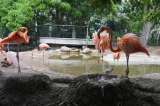 Por primera vez nació un flamenco en el Zoológico de Barranquilla