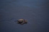 Tortugas no pueden anidar en las playas de Bahía Solano por culpa de redes de pesca