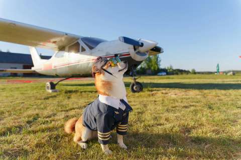De Colombia a EE. UU.: el auge de las exportaciones de productos para mascotas