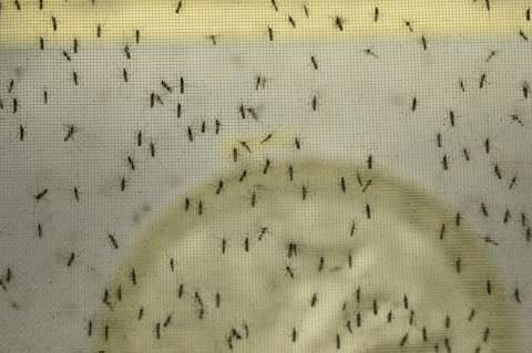Prueban con éxito una vacuna contra el Zika en ratones