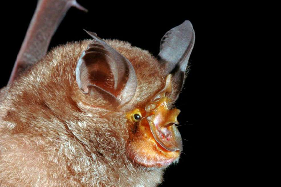 Un murciélago con forma de herradura (en la foto) hace parte de los hallazgos. / EFE/Pipat Soisook