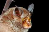 Las 115 nuevas especies que descubrió la ciencia tras explorar el sur asiático