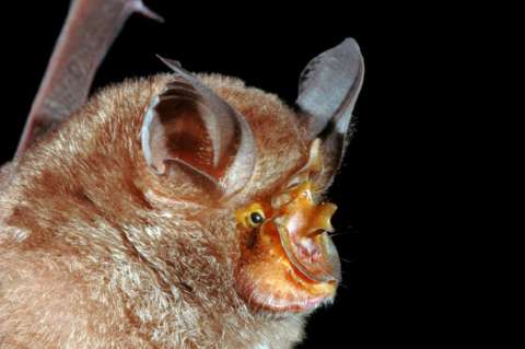 Las 115 nuevas especies que descubrió la ciencia tras explorar el sur asiático
