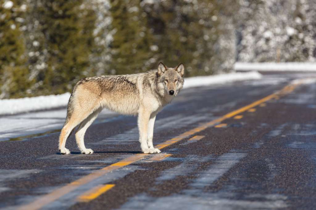 Imagen de un lobo gris en el Parque Nacional Yellowstone.