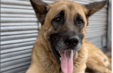 La historia del perro Hachiko: fue atropellado en Antioquia y encontró un hogar