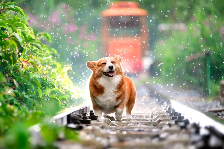 Razas de perro: ¿sabías que estos son los únicos perros que no ladran?