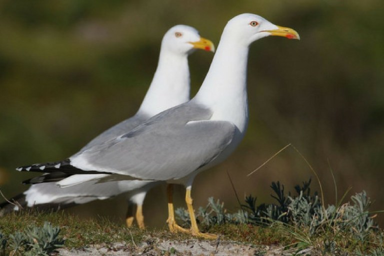 El excremento de las gaviotas altera el ciclo de nutrientes del planeta
