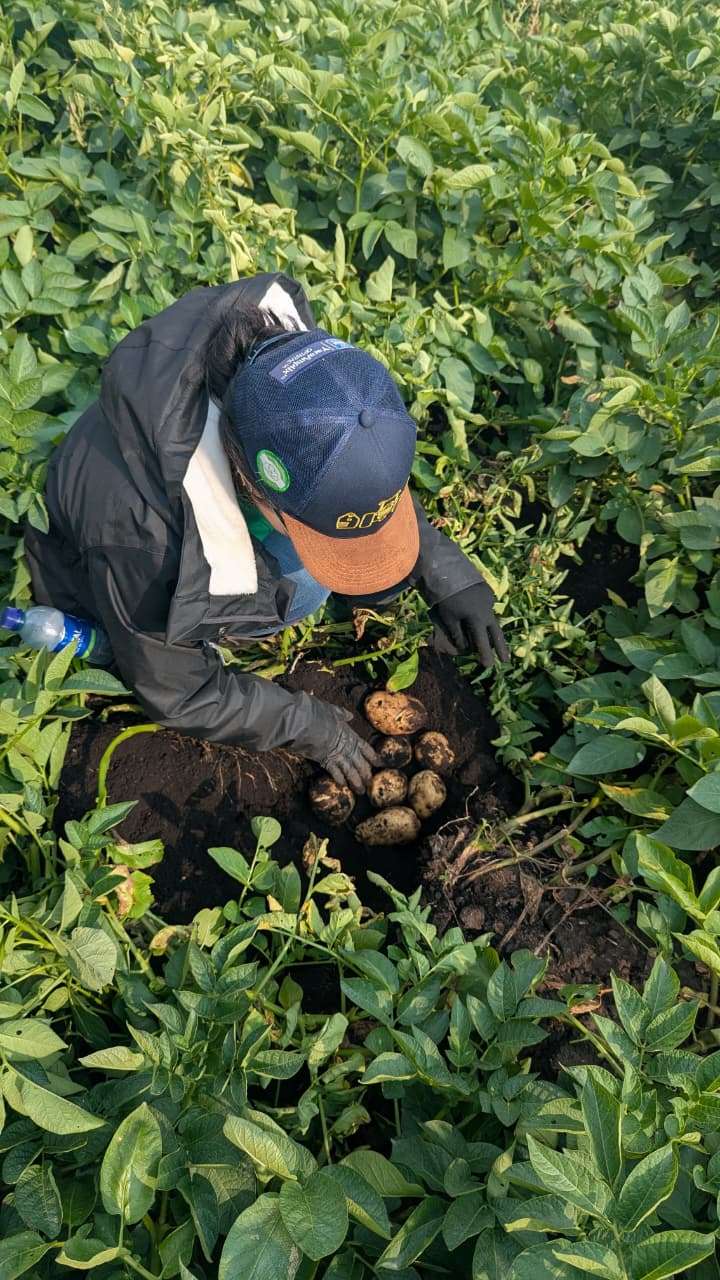 La iniciativa que busca hacer más sostenible la producción de papa en Colombia.