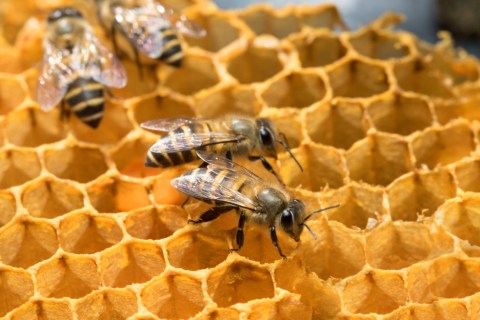 Conozca a los animales y plantas de “Un regreso deseado”