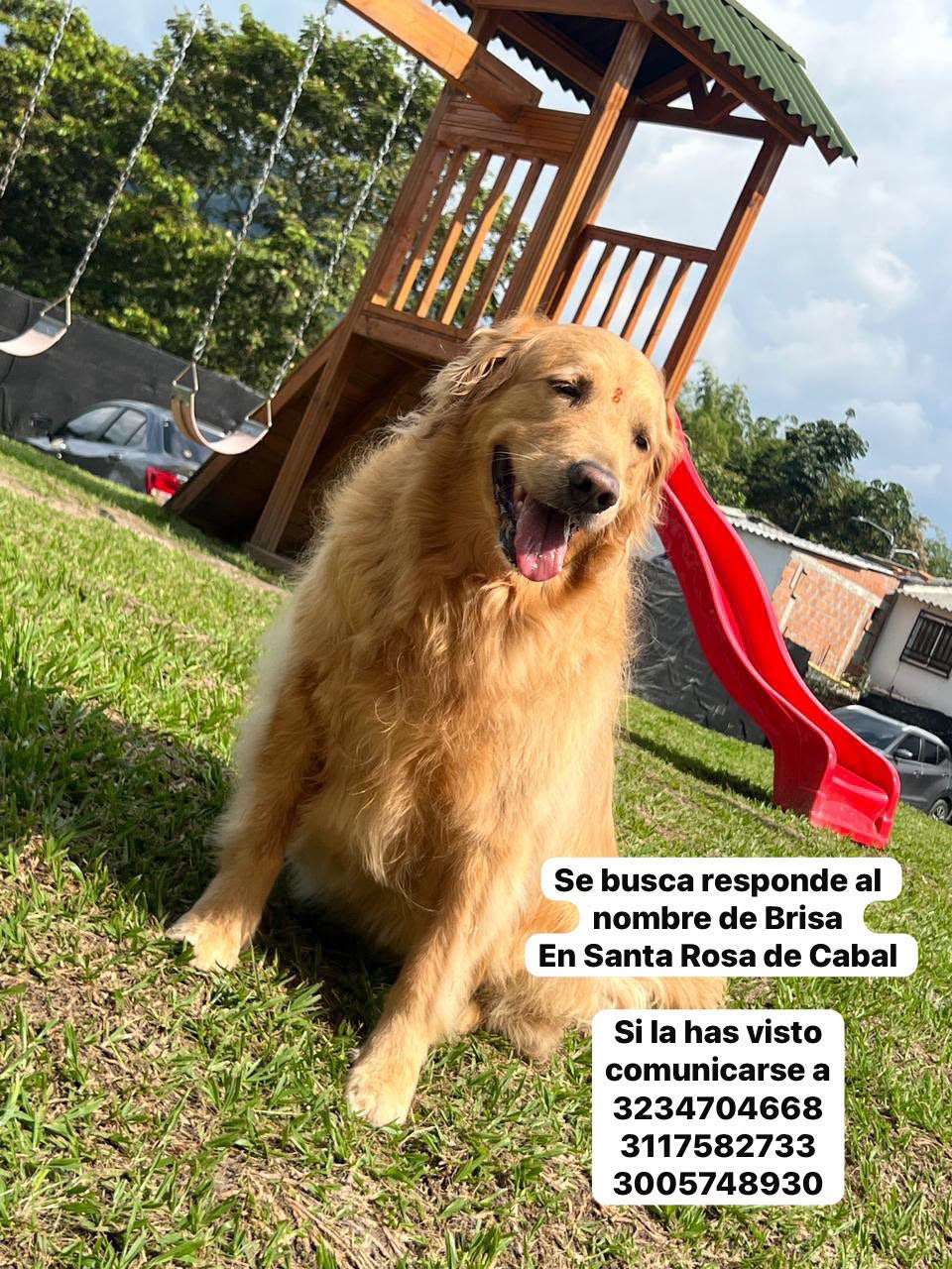 brisa
