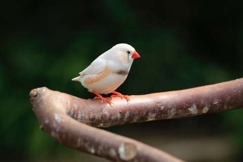 Estos son los ejercicios que hacen los pájaros para mantenerse atractivos