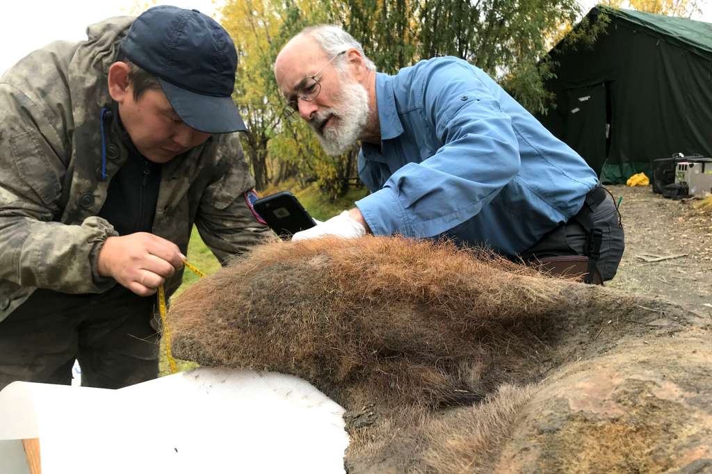 RUSIA, 11/07/2024.- Los científicos Valerii Plotnikov (i) y Dan Fisher examinan la piel de una hembra de mamut fallecida hace 52.000 años y hallada en unas excavaciones en Rusia. Un equipo internacional liderado por científicos del Centro Nacional de Análisis Genómico (CNAG) ha descubierto fósiles de cromosomas antiguos en los restos de un mamut lanudo atrapado en el permafrost siberiano desde hace 52.000 años y ha conseguido ensamblar, por primera vez, el genoma de una especie extinguida. EFE/ Love Dalén Stockholm University SOLO USO EDITORIAL SOLO DISPONIBLE PARA ILUSTRAR LA NOTICIA QUE ACOMPAÑA (CRÉDITO OBLIGATORIO)