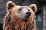 Osa capturada en Italia no mató a senderista, aseguran defensores de animales