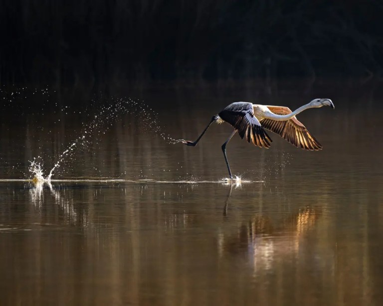 Take off: Un flamenco mayor (Phoenicopterus roseus) emprende un viaje migratorio por Asia, y regresará a los mismos humedales costeros en los meses de invierno.