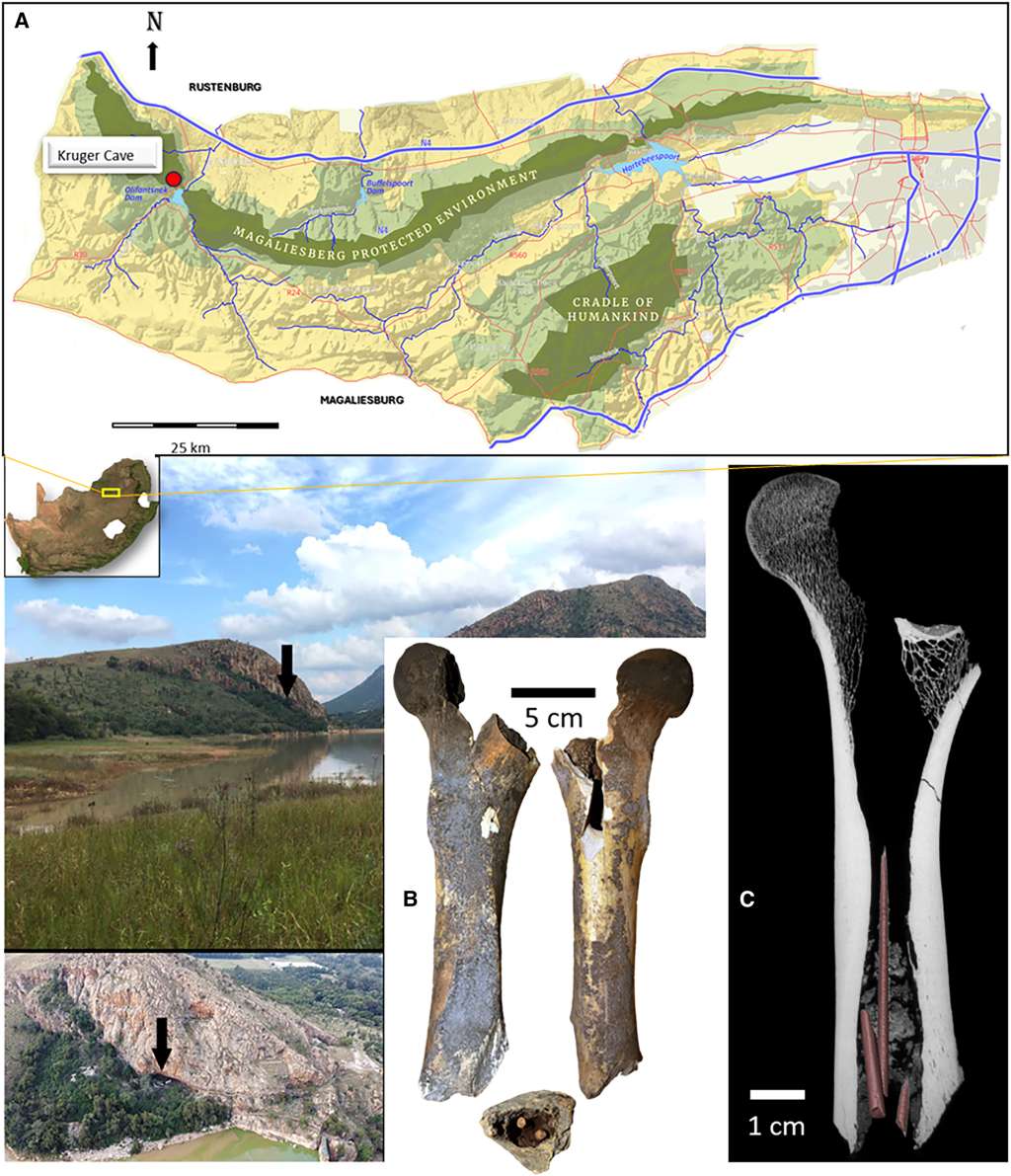 El fémur tenía la evidencia de los impactos de flecha envenenada que se pasó alto durante su primera descripción.