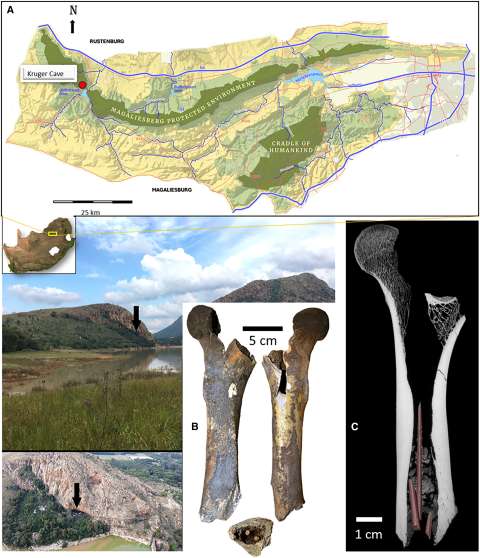 Así preparaban el veneno para cazar animales hace 7.000 años