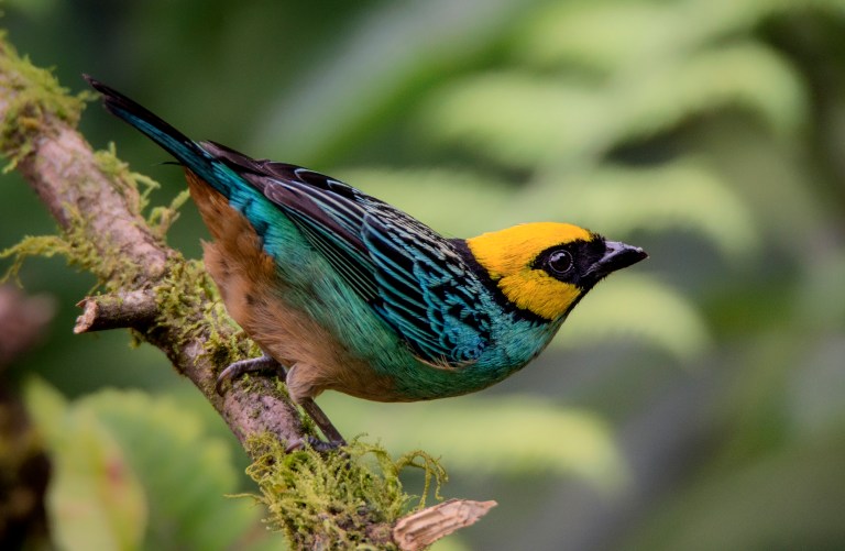 Colombia es el “país de las aves”, ¿qué está haciendo para conservarlas?