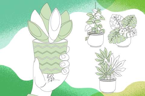 ¿Cómo trasplantar una planta correctamente? Guía con consejos clave 