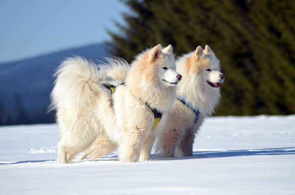 Información sobre la raza de perro Samoyedo