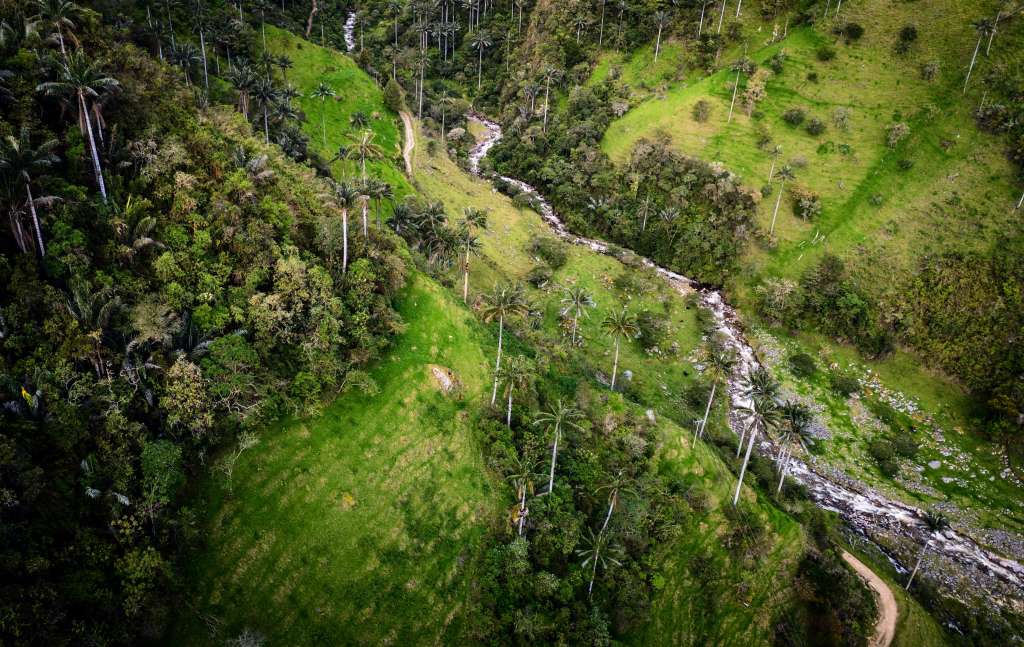 El resguardo indígena de Tacueyó es uno de los más emblemáticos del país. Queda ubicado en el municipio de Toribío, en el norte del Cauca. Uno de sus principales atractivos es este valle de palmas de cera, en las faldas del nevado del Huila.