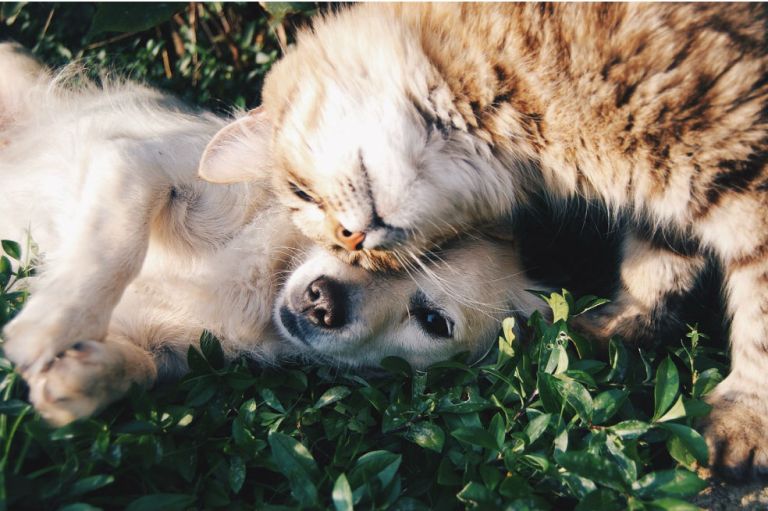 Bogotá gana el primer puesto del premio «Ciudad Amiga de los Animales» en Latinoamérica