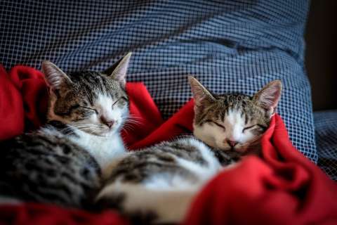 Cama para gatos: tips para comprar la más apropiada