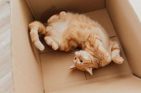 10 consejos para tener una buena relación con tu gato