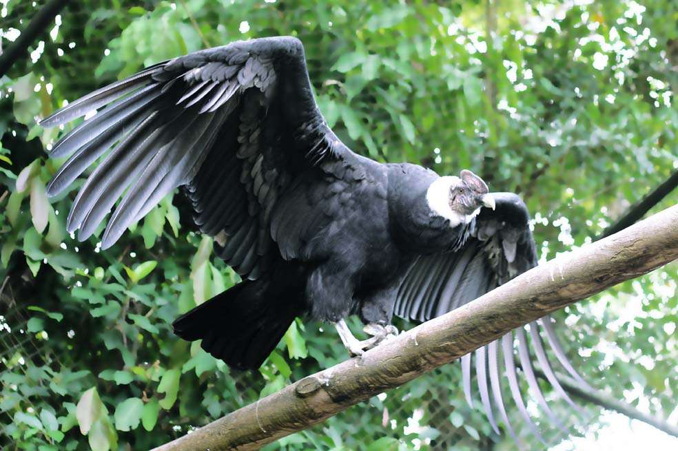 Condor de los Andes (Vultur gryphus) fotografiado por Jorge Muñoz García. Fotografía publicada en eBird Colombia.
/ Jorge Muñoz García, eBird Colombia.