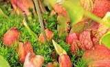 Sarracenia: la cazadora de insectos que también es planta ornamental