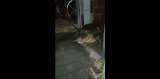 Video: Enorme caimán apareció en una casa de Jamundí, ¿qué hacer en esos casos?