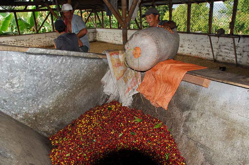 La cosecha de café de 2014 superó los 12 millones de sacos en Colombia. /Archivo - El Espectador