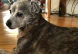 Sorpresa de un dueño tras 18 años: hizo un test de ADN a su perro y esto fue lo que halló