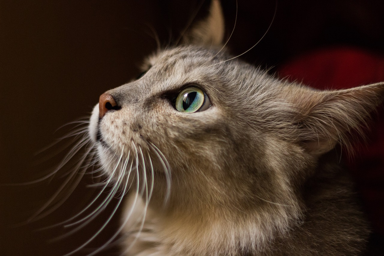 ¿Para qué sirven los bigotes de los gatos?