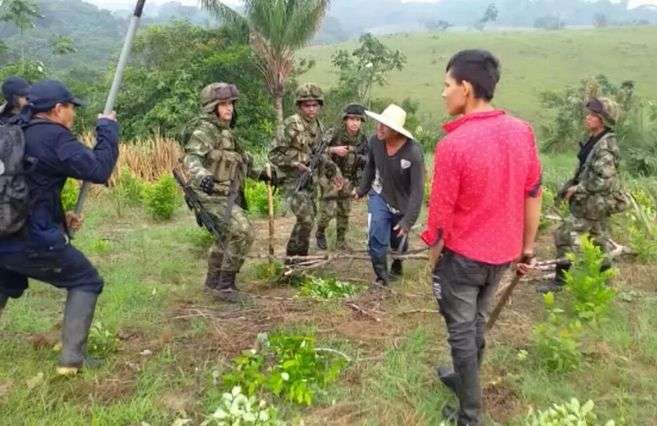 En la tutela presentada por varias organizaciones campesinas se documentarion violaciones a los derechos de la comunidad por parte de militares en medio de operativos de erradicación forzada de coca.