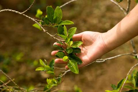 Hoja de coca: propiedades y beneficios gastronómicos de una planta ancestral