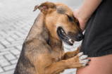 ¿Qué está pasando con el perro caramelo en Brasil?