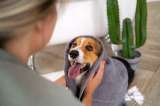 ¿Quiere eliminar el mal aliento de su perro? La caña de azúcar podría ser la solución