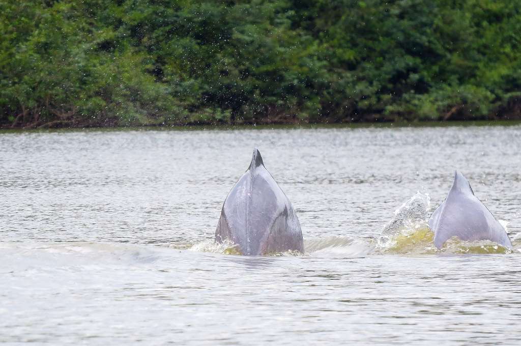 Los delfines que habitan en la laguna tienen su propio control poblacional.