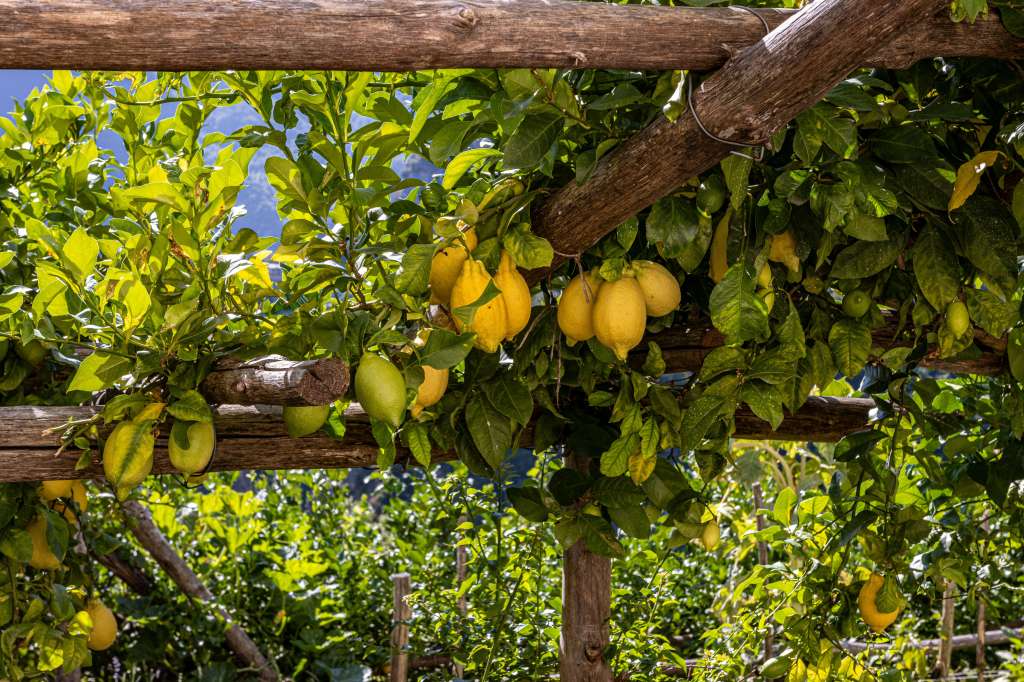 Lemon
