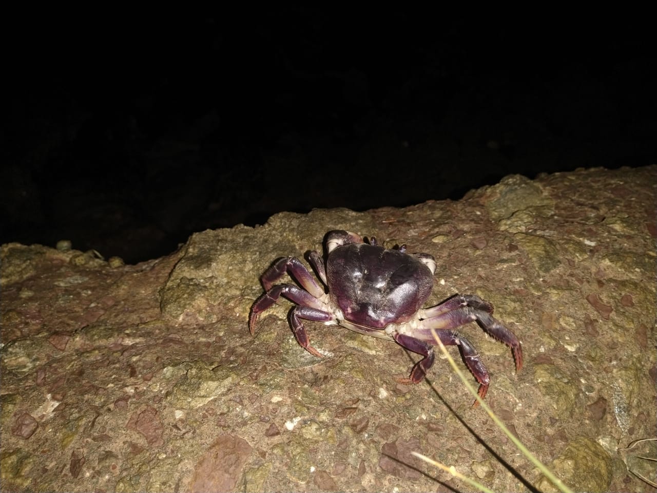 El cangrejo negro es una de las especies que se encuentran amenazadas en San Andrés.